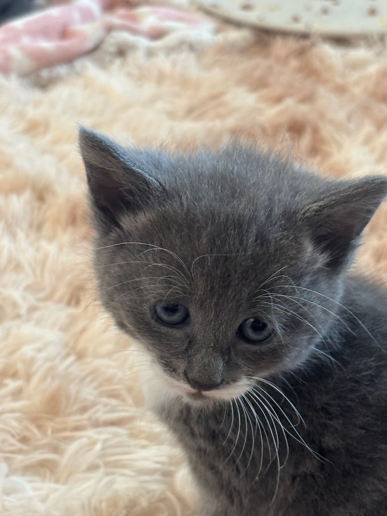 image for Kittens 
