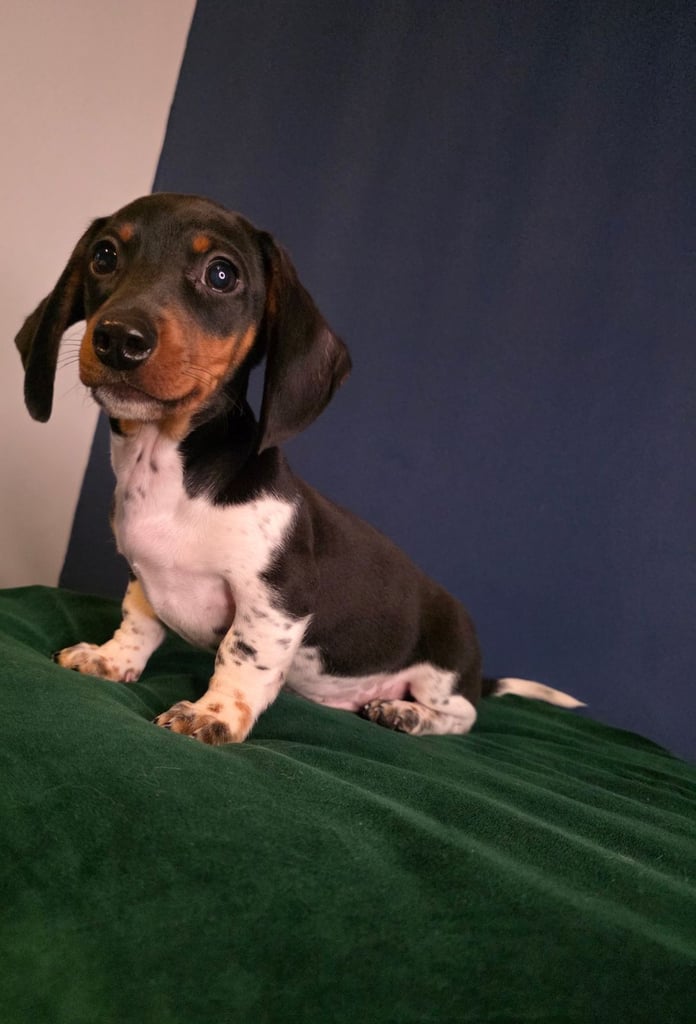 KC Registered Dachshund Puppies