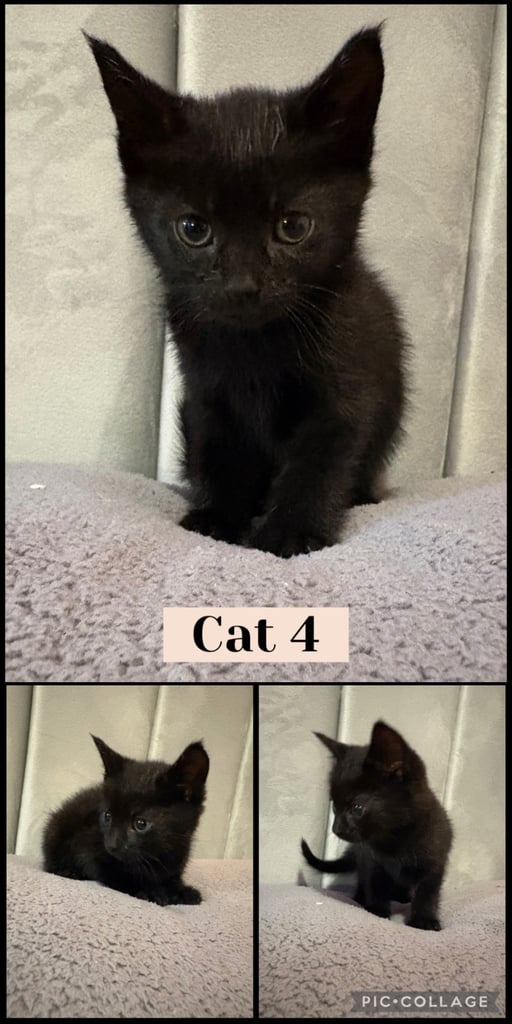 4 male kittens for sale 🐾🐈‍⬛