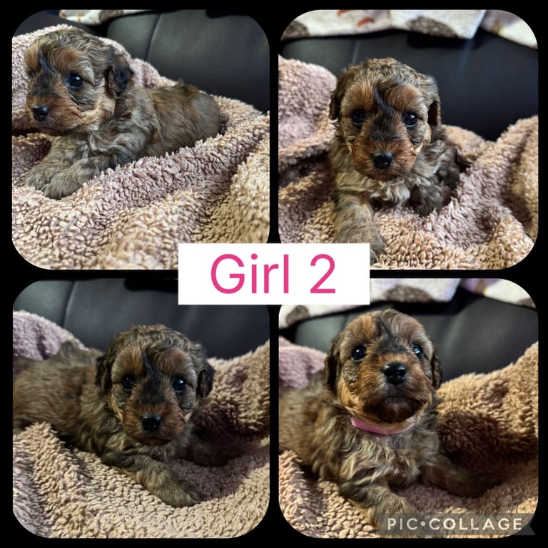 Yorkiepoo puppies for sale ( toy poodle x Yorkshire terrier 