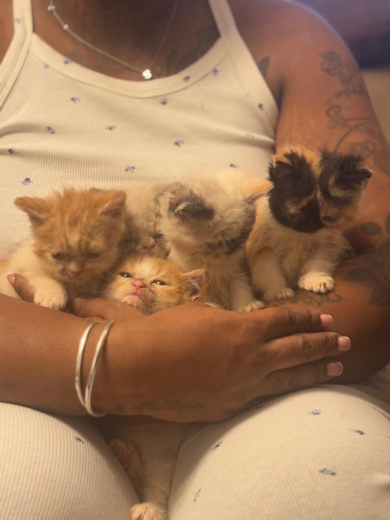 Persian Kittens For Sale