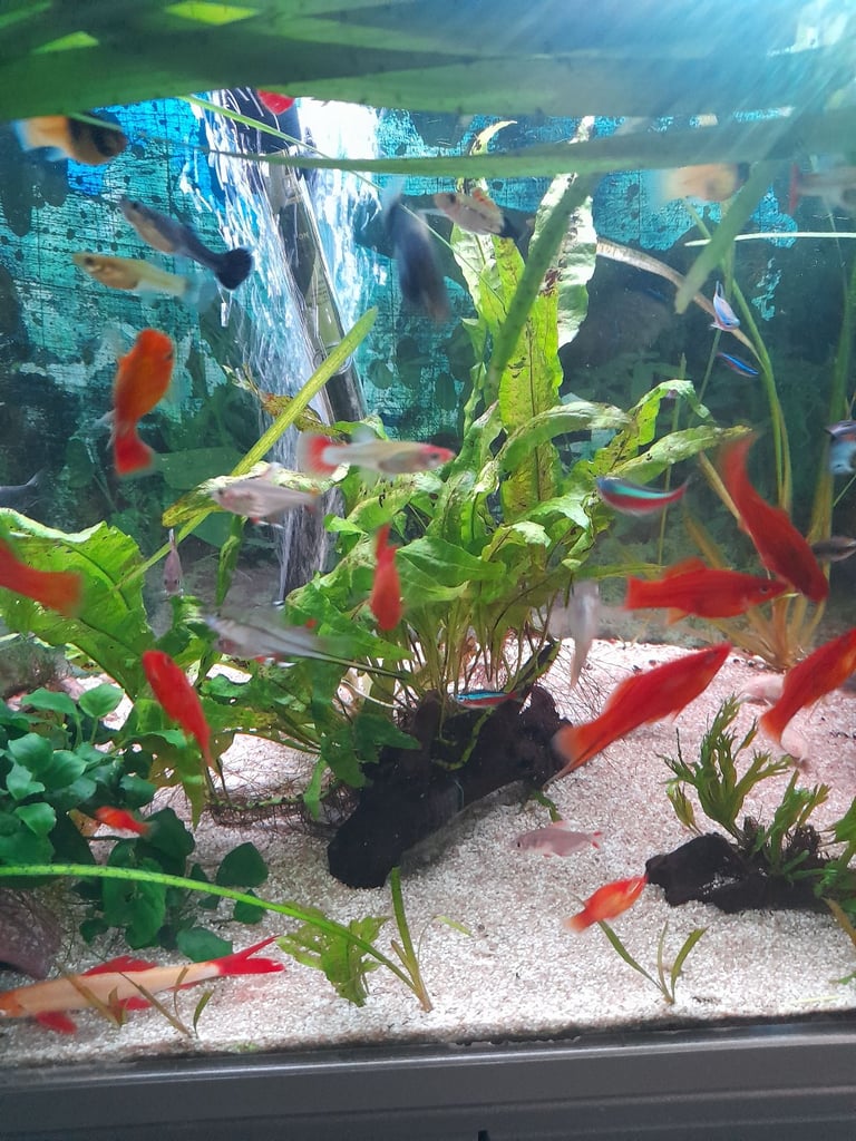 Tropical fish for sale 