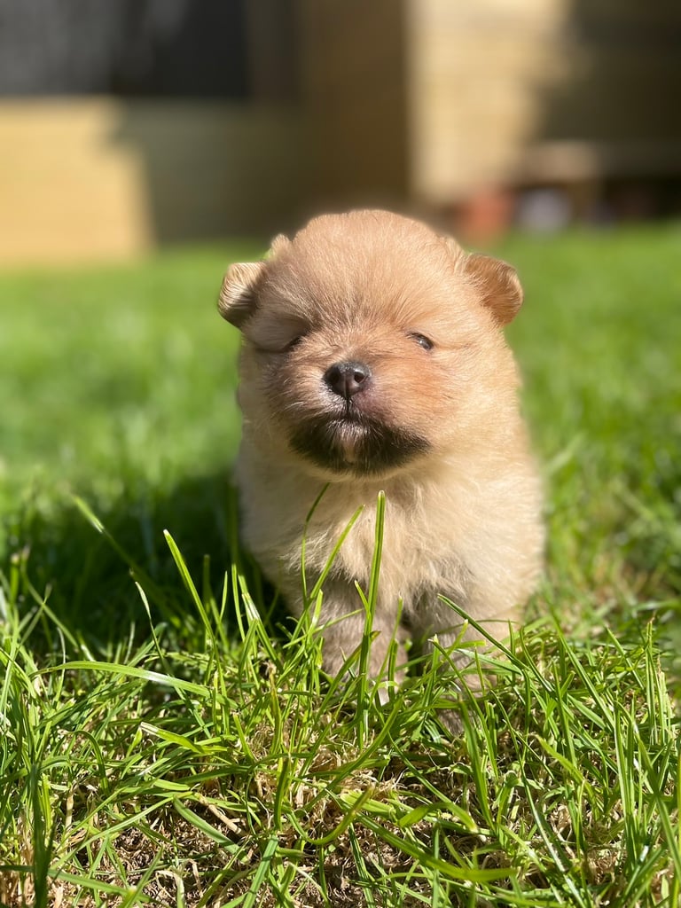 Pomeranian gorgeous puppy 