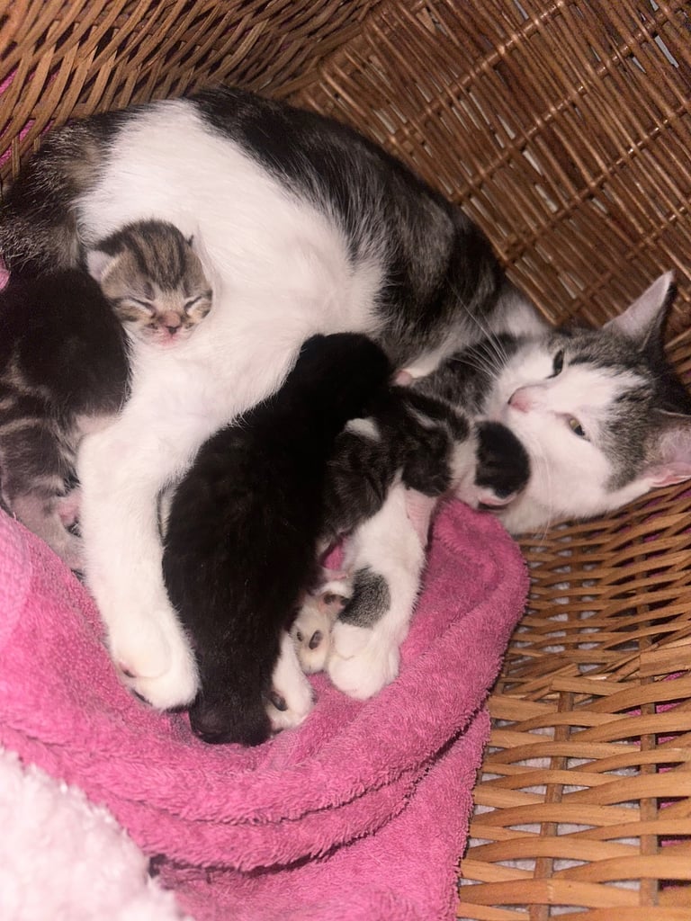 Kittens looking for forever homes 