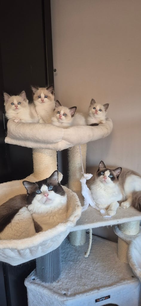 4 Tica Registered Kittens For Sale