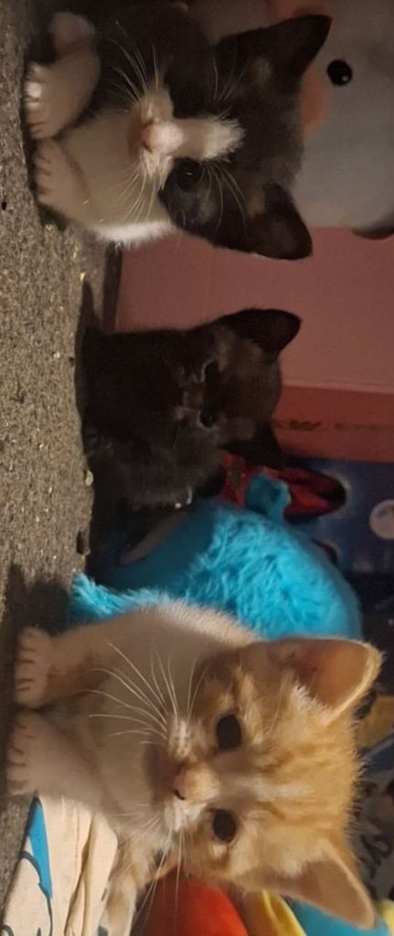 Kittens 9 week old 