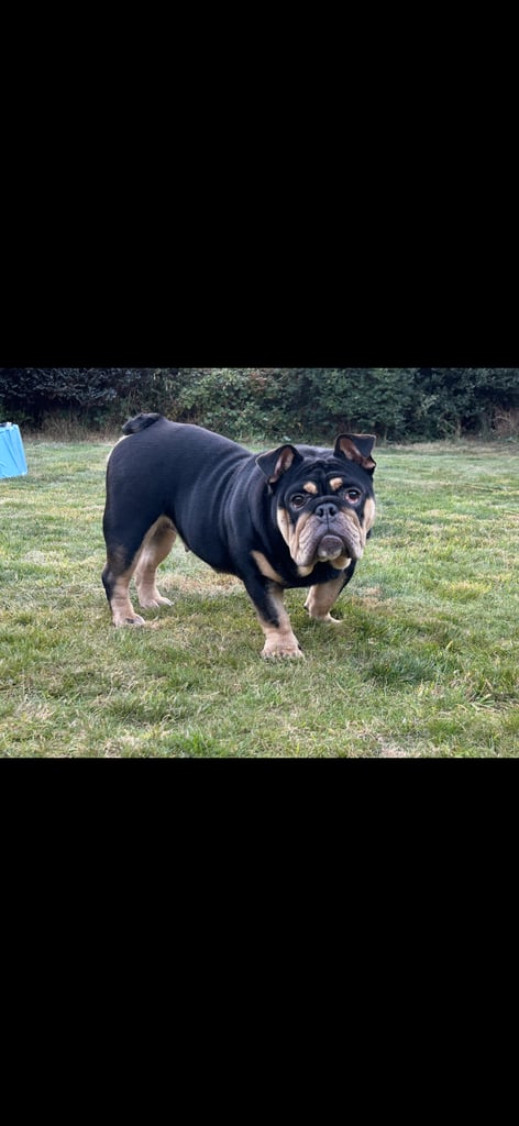 Black and Tan English bulldog 