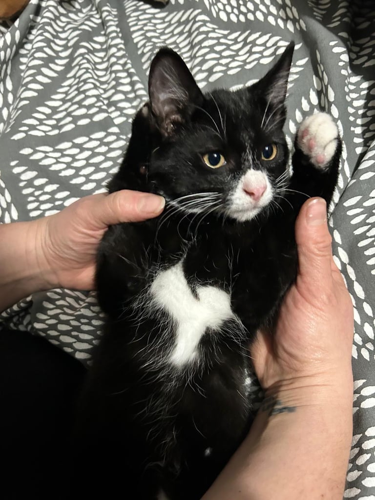 2 Boys looking for new home