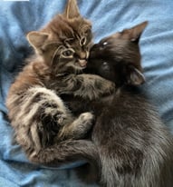 Cute Kittens seeking their forever homes