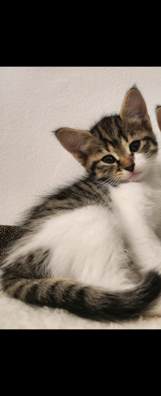 Tabby kittens, 9 week