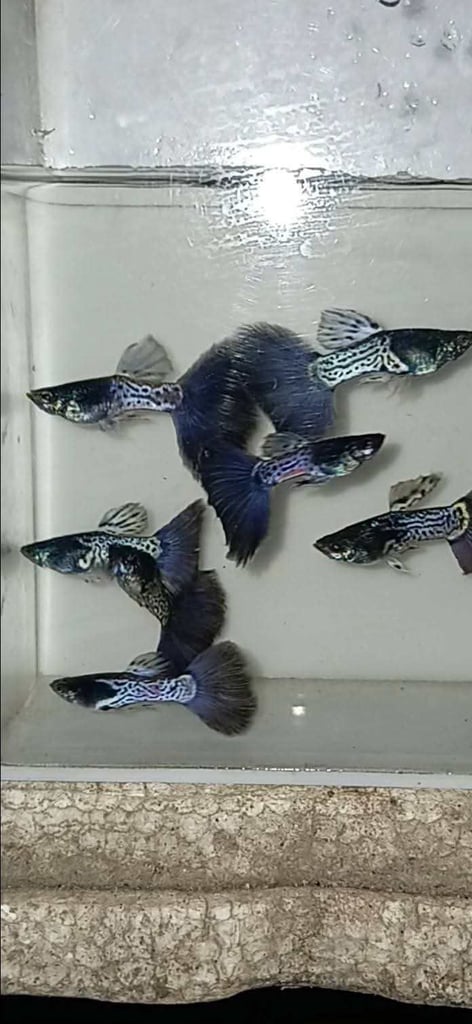 Tropical fish and shrimps 