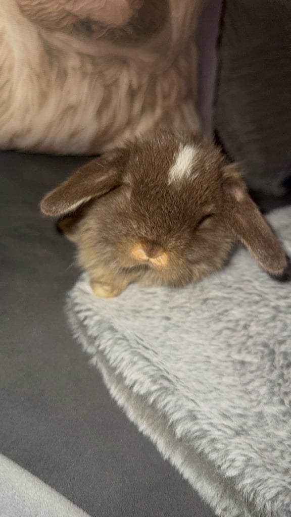 image for Mini lop bunnies 