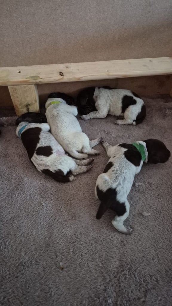 German shorthaired pointer pups