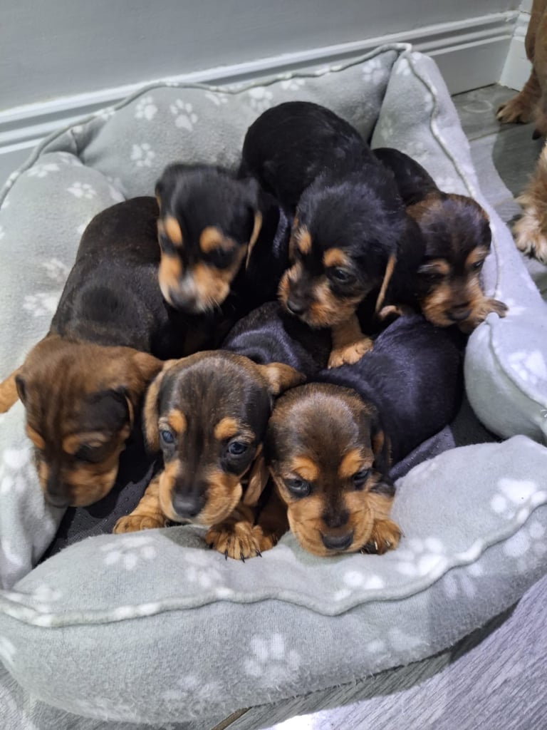 Doxle cross puppies 