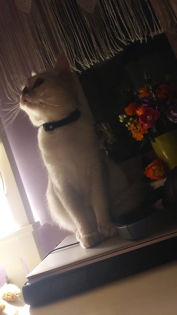Silver white BSH female 