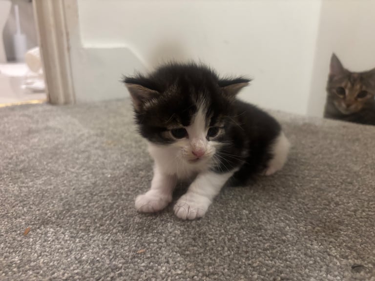 Adorable Kittens For Sale