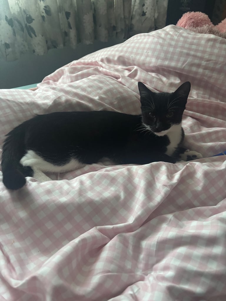image for adorable six month old tuxedo cat ready to go immediately!