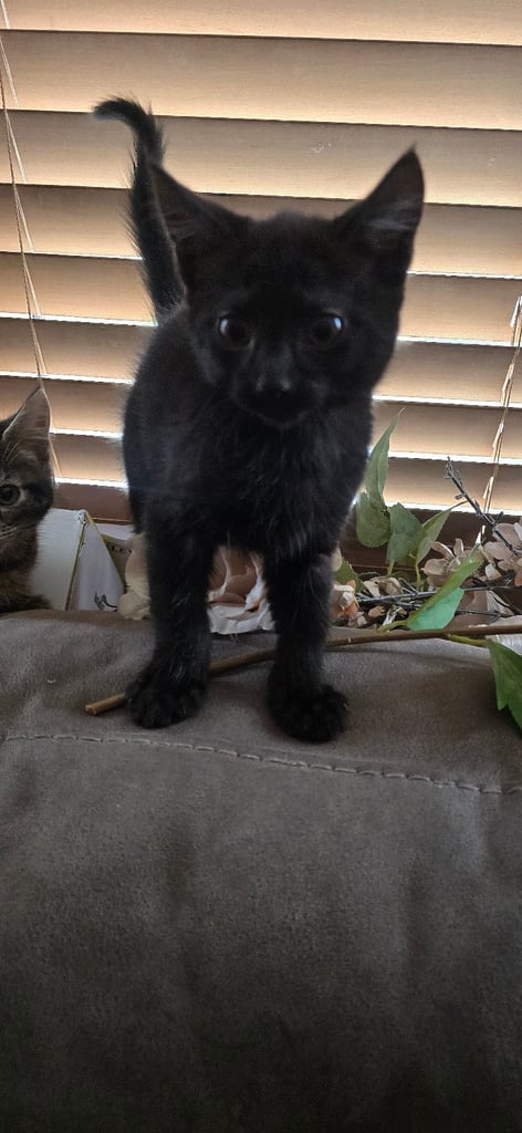 4 Fluffy kittens for sale