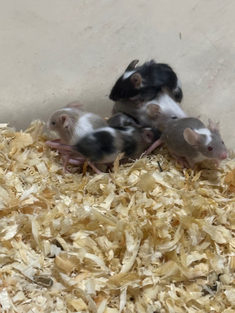 4 females and 9 males 