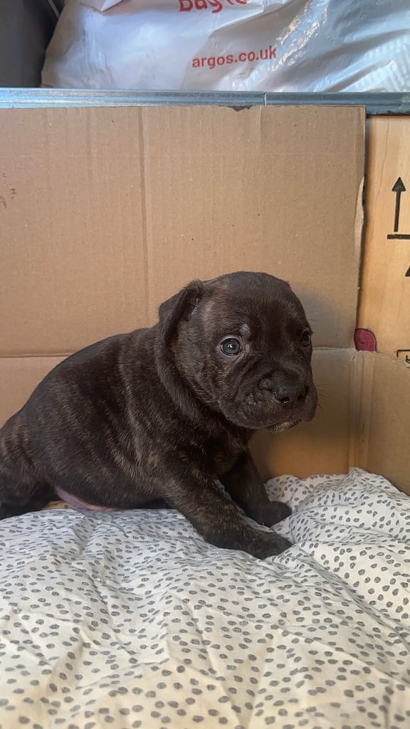 Staffy Puppies Brindle Black Boy London Staffordshire Bull Terrier Puppy