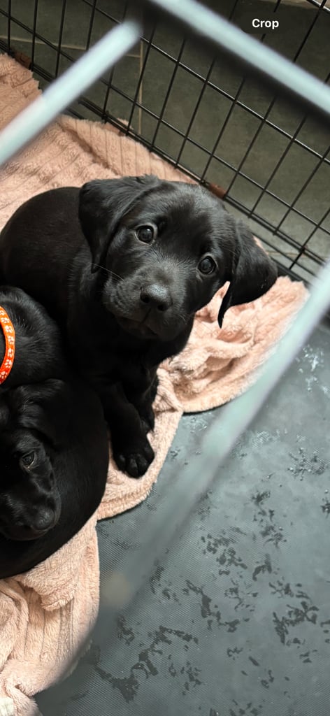 2 chunky gorgeous black labs for sale 