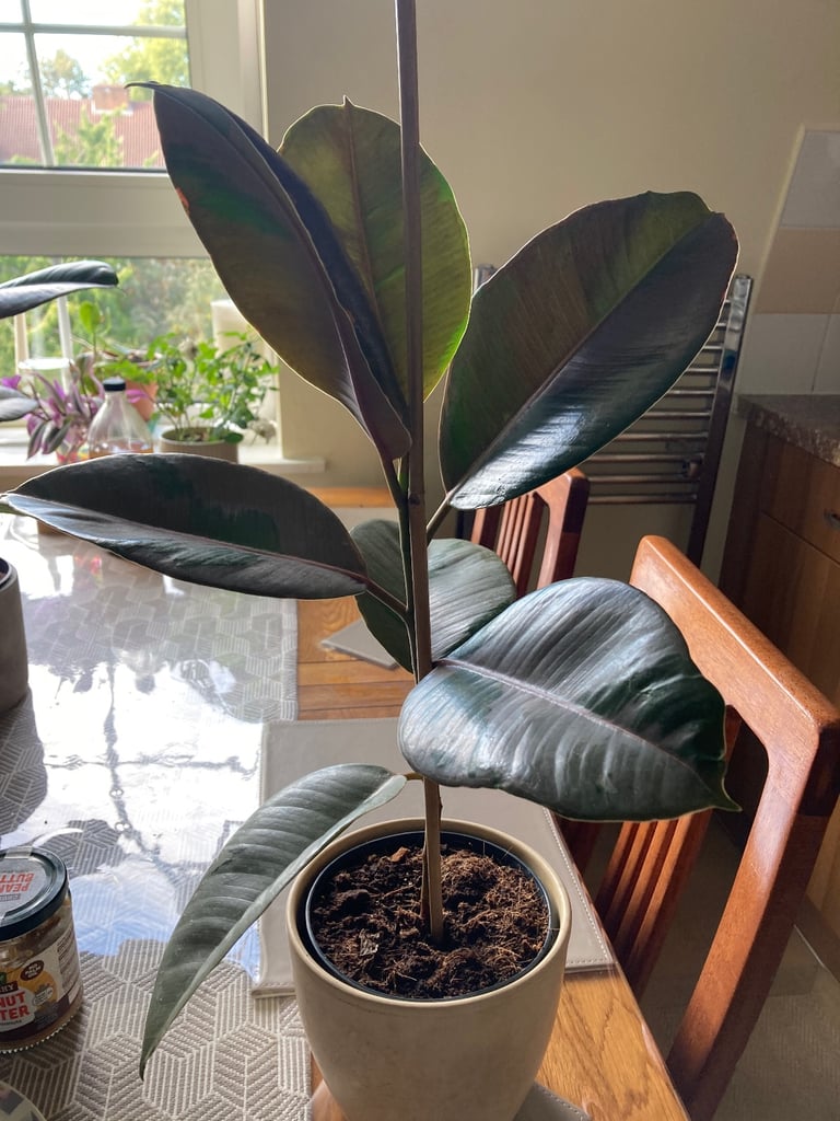 image for Big rubber plants for sale 