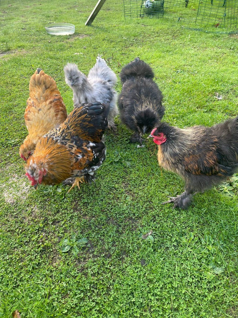 Bantam Cockerel - Ready for his Forever Home!  - Collection from Ferndown, Dorset