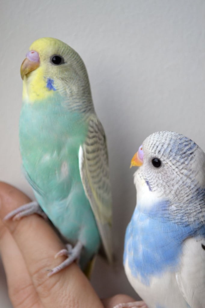 image for baby budgies for sale 