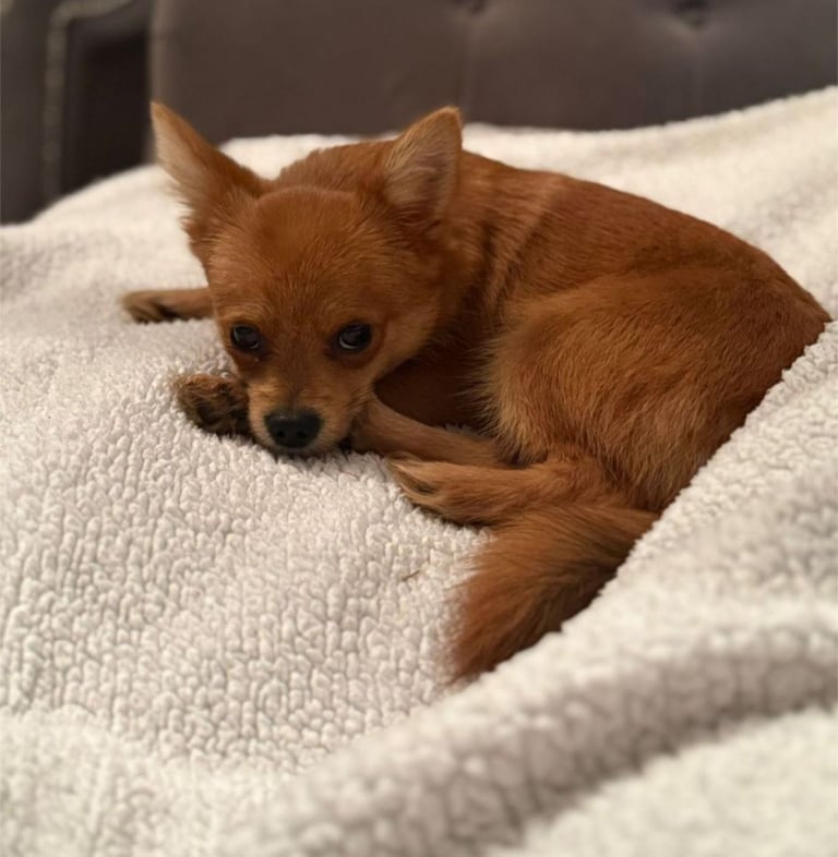 image for Pomeranian X Yorkshire Terrier Puppy rehoming. 8 Months Old