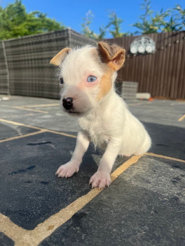 Jack Russell X Norfolk Terrier Puppies 🐶