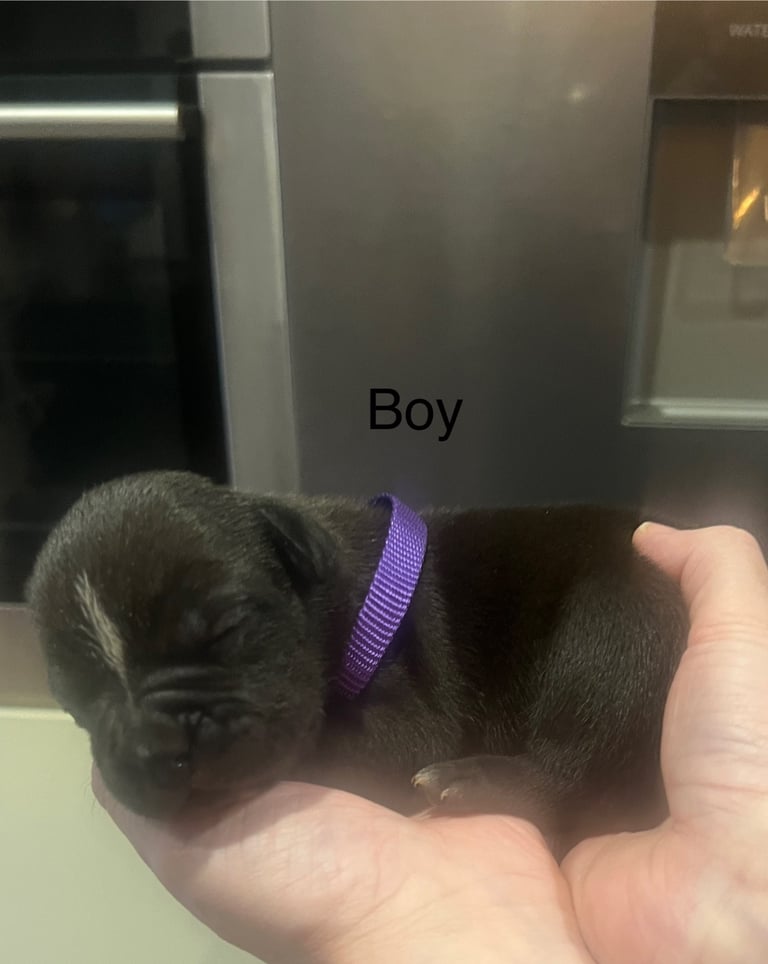 Pocket bully pups for sale! 