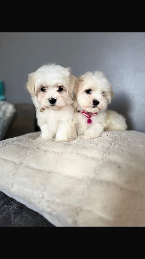 Maltese pups for sale