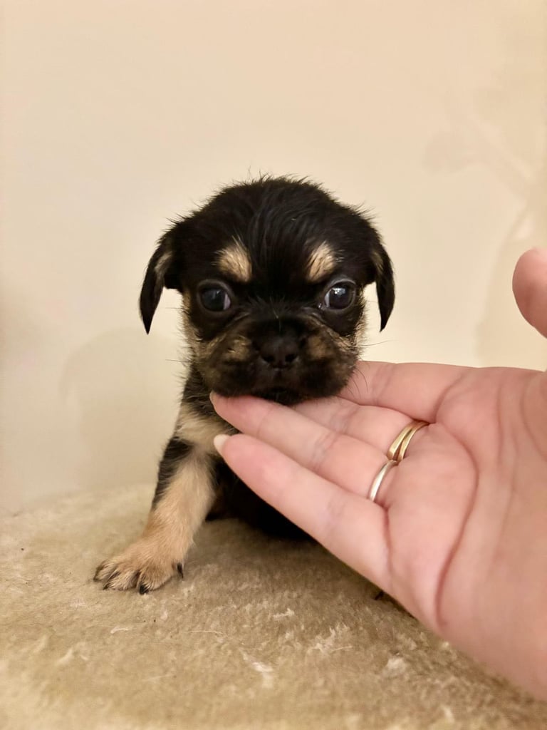  2 gorgeous puppies ready to leave 