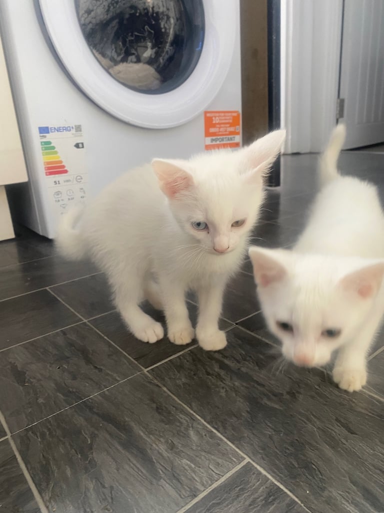 kittens cat for sale