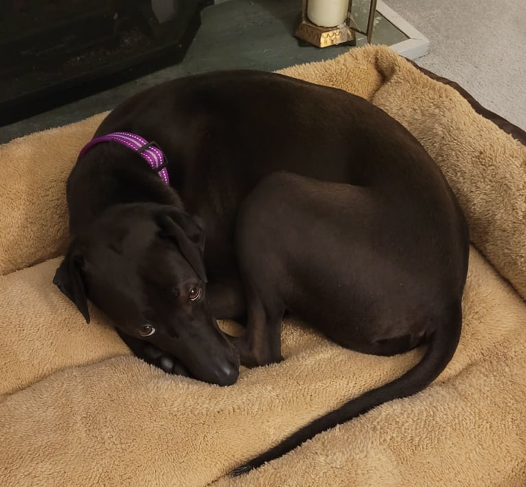 Adorable, energetic dog 