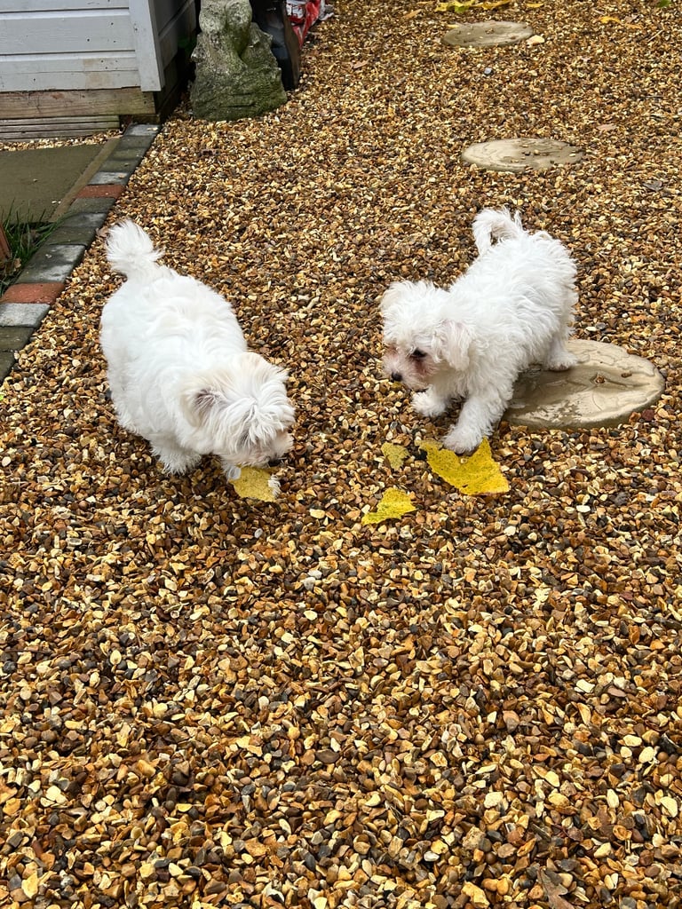 Two beautiful Bichon’s need loving home