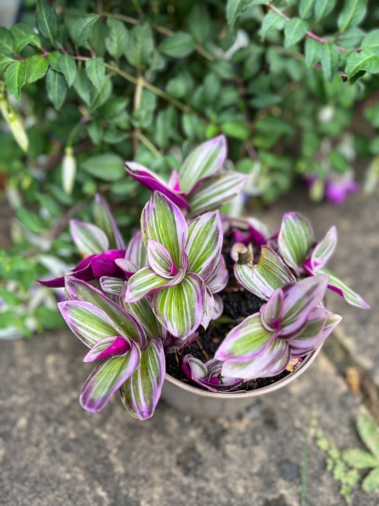 Vibrant Tradescantia in 23cm Pot - Striking Purple & Green Foliage