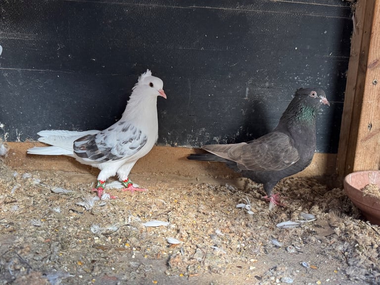 Iranian Pigeons For Sale