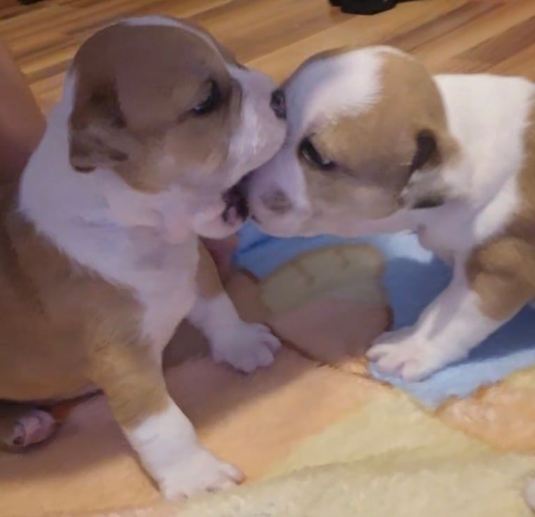 Bell bells and marley 