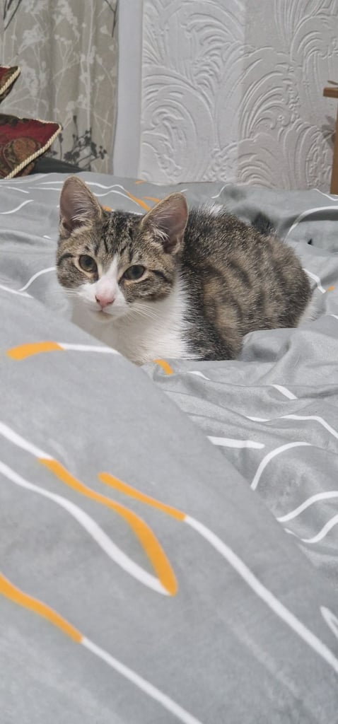 Gorgeous tabby kitten available 