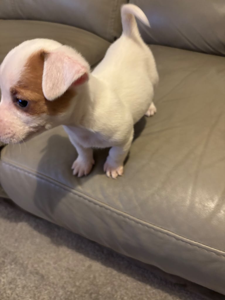 Jack Russell puppies boy and girl available 