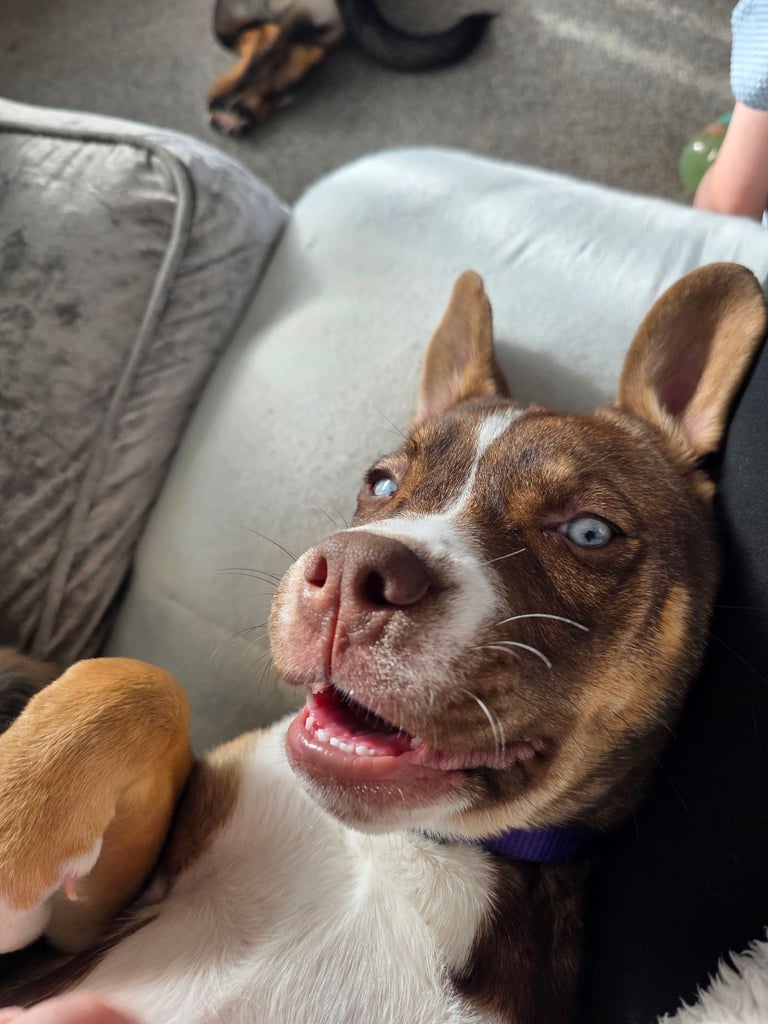 French bulldog cross husky 