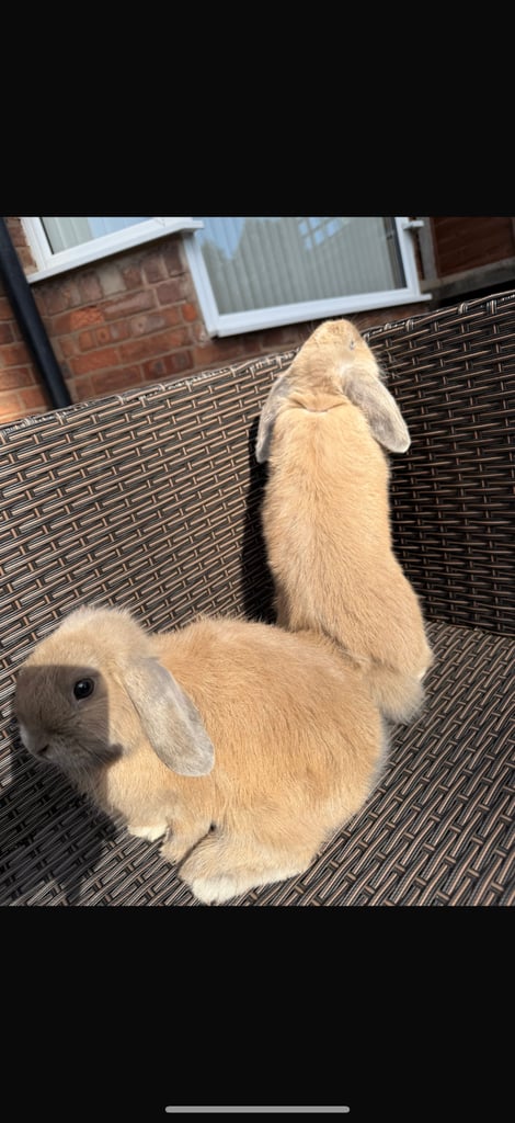 2 Rabbits for sale 