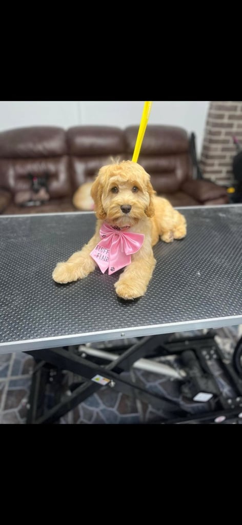 image for Cockapoo for sale