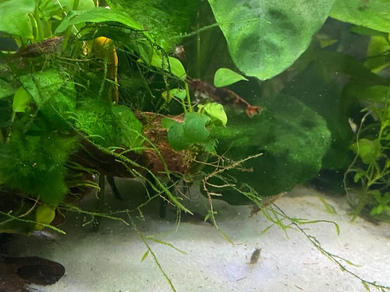 Neocaridina shrimps 