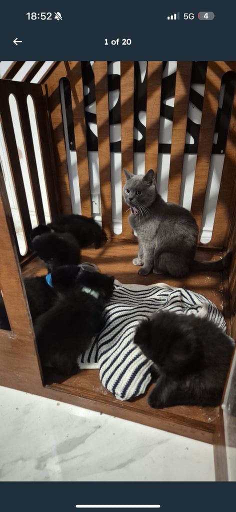 British short hair cross ragdoll kittens 