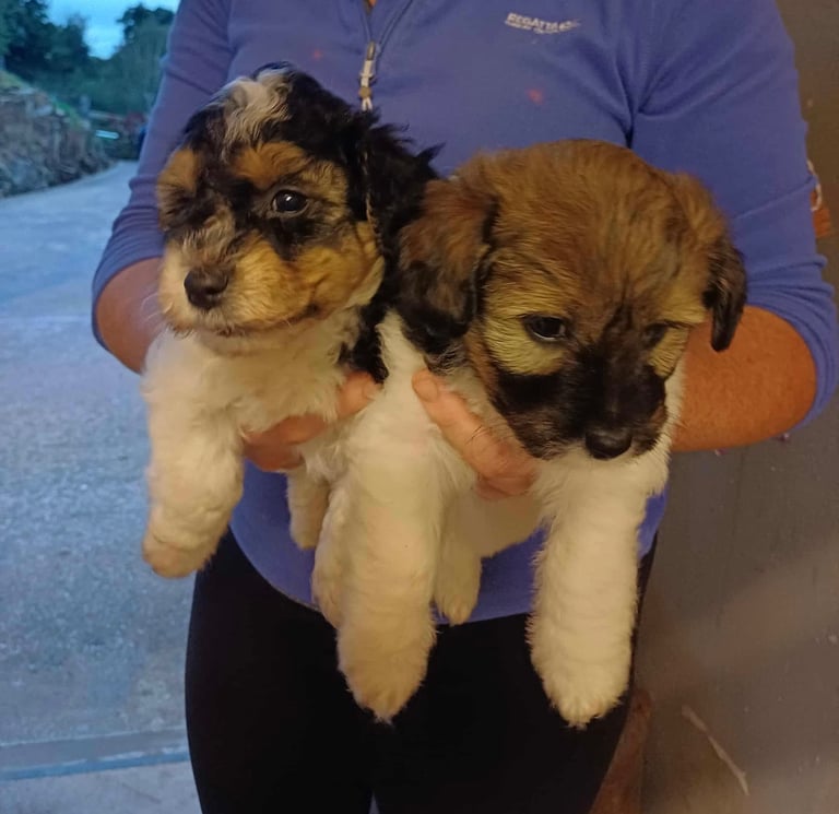 Puppies