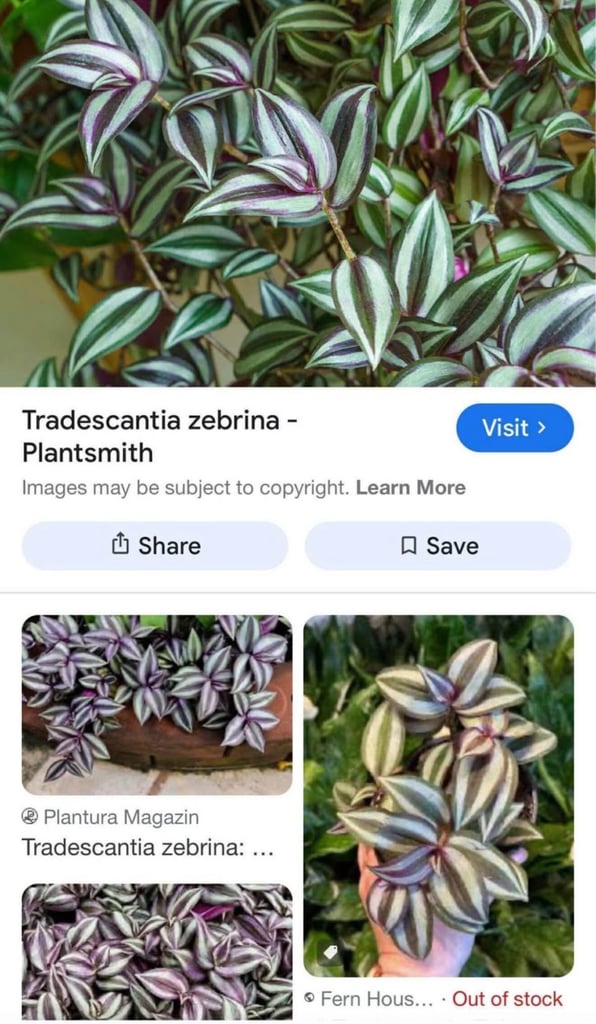 image for Tradescantia zebrina - Plantsmith 