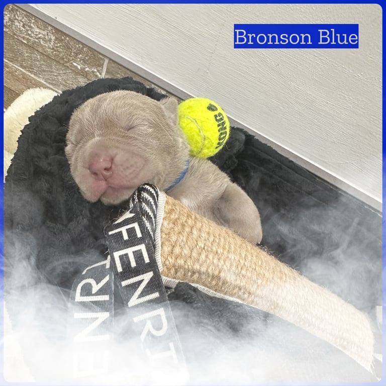 Neapolitan Mastiff X Cane Corso