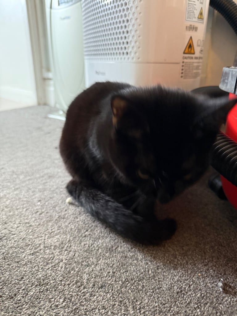 3 month old beautiful kitten need a loving home